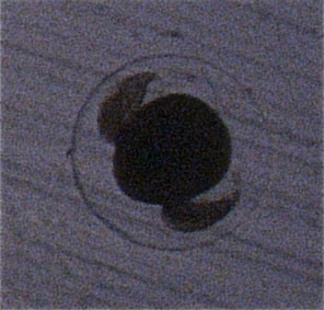 Euphausiid egg