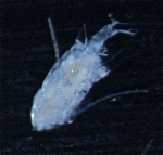 Eurytemora herdmanni female