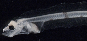 Glyptocephalus cynoglossus