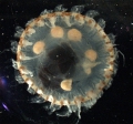 Scyphozoa (jelly fish)