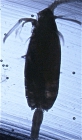 Paraeuchaeta norvegica male