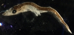 Paralepis atlantica