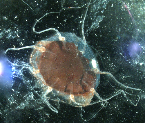 Pelagia noctiluca