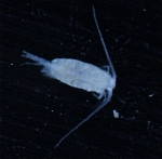 Pseudocalanus sp. male