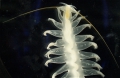 Polychaeta (bristle worms)