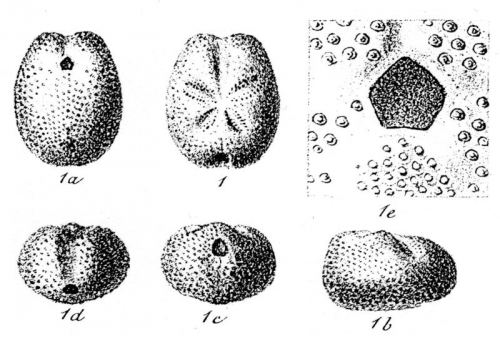 Palaeostoma zitteli de Loriol, 1883