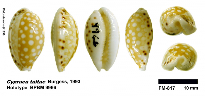 Holotype of Cribrarula taitae