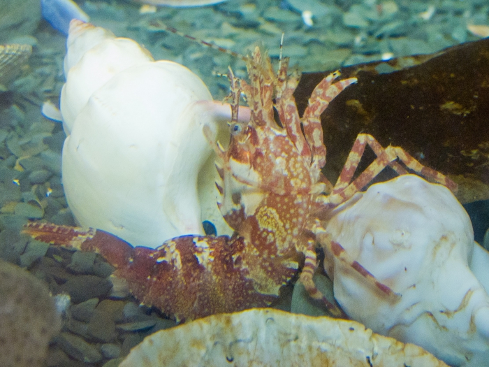 Lebbeus groenlandicus - pose in aquarium