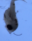 Enchelyopus cimbrius larvae