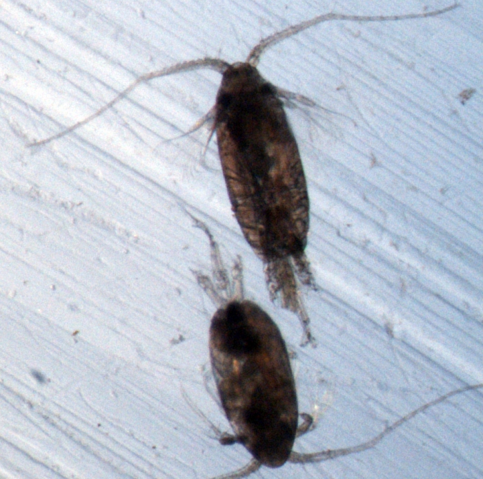 Scolecithricella minor M