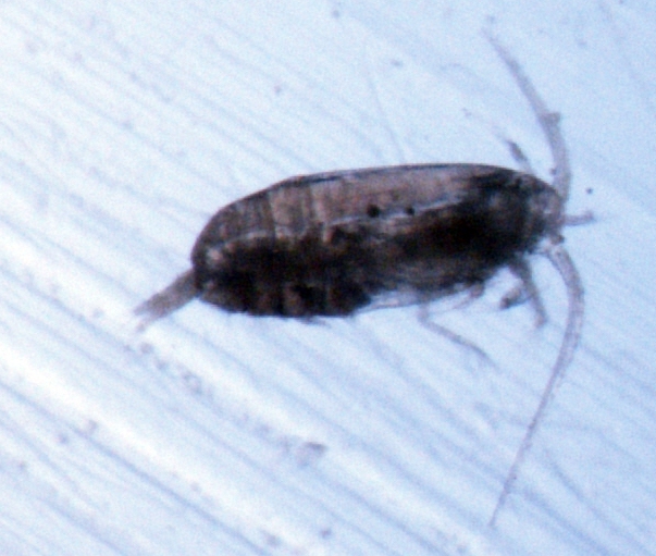 Scolecithricella minor