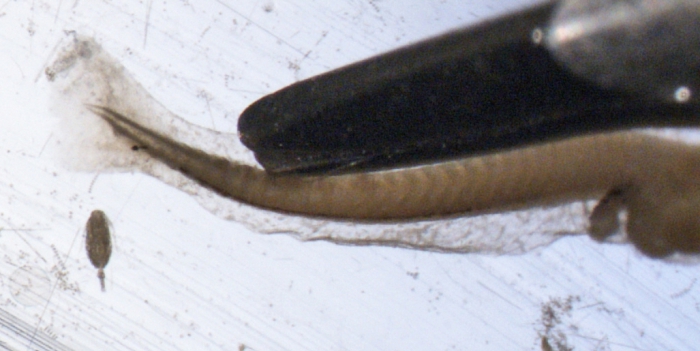 Sebastes fasciatus larvae