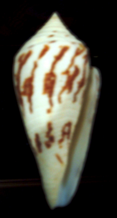Conus pergrandis Iredale, 1937 Conus pergrandis Iredale, 1937