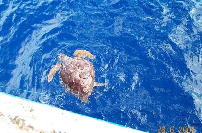 Caretta caretta Caretta caretta