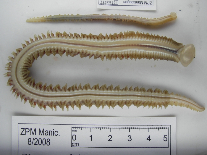 Nephtys caeca (small and large) Nephtys caeca (small and large)