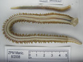 Polychaeta (bristle worms)