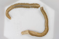 Polychaeta (bristle worms)