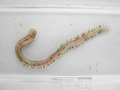 Polychaeta (bristle worms)