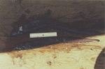 Simenchelys parasitica
