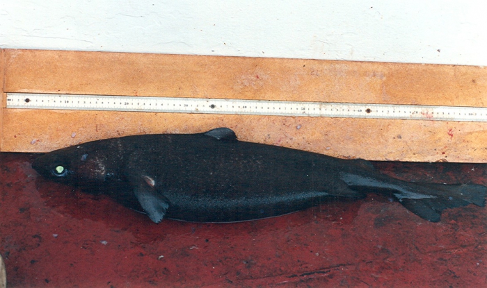 Centroscymnus coelolepis Centroscymnus coelolepis