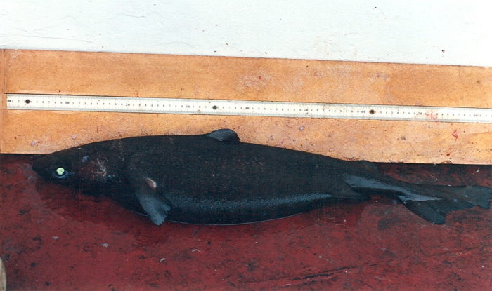 Centroscymnus coelolepis