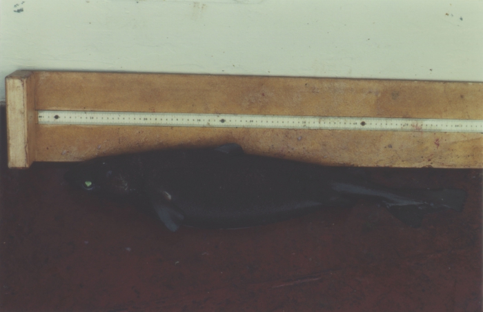 Centroscymnus coelolepis Centroscymnus coelolepis