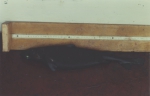 Squaliformes