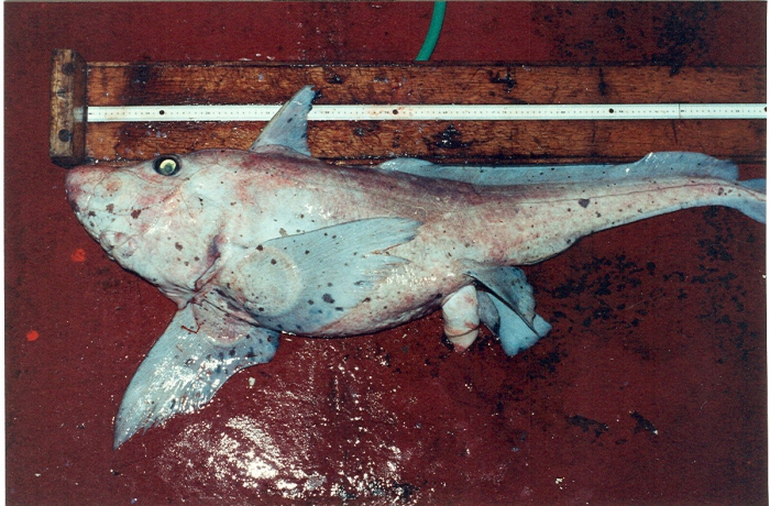 Hydrolagus affinis (male) Hydrolagus affinis (male)