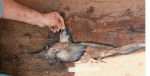 Chimaeriformes