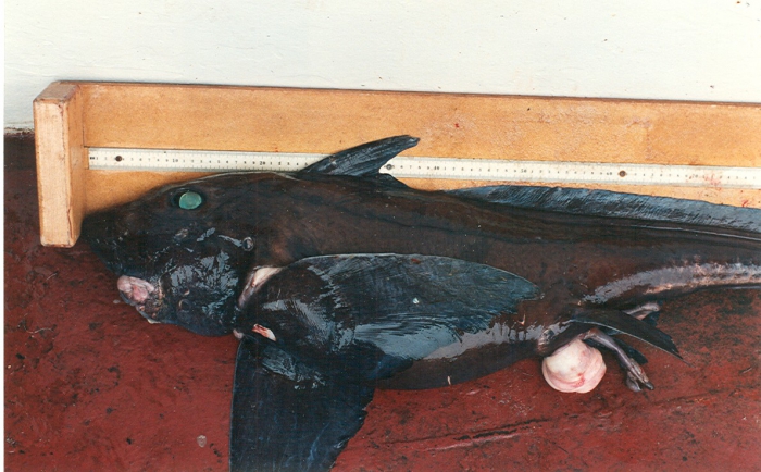 Hydrolagus affinis Hydrolagus affinis