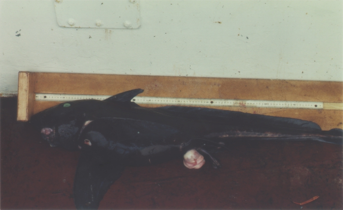 Hydrolagus affinis (male) Hydrolagus affinis (male)