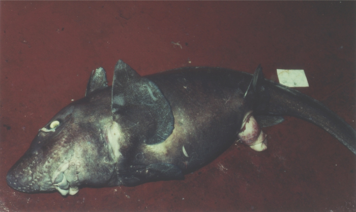 Hydrolagus affinis (male) Hydrolagus affinis (male)