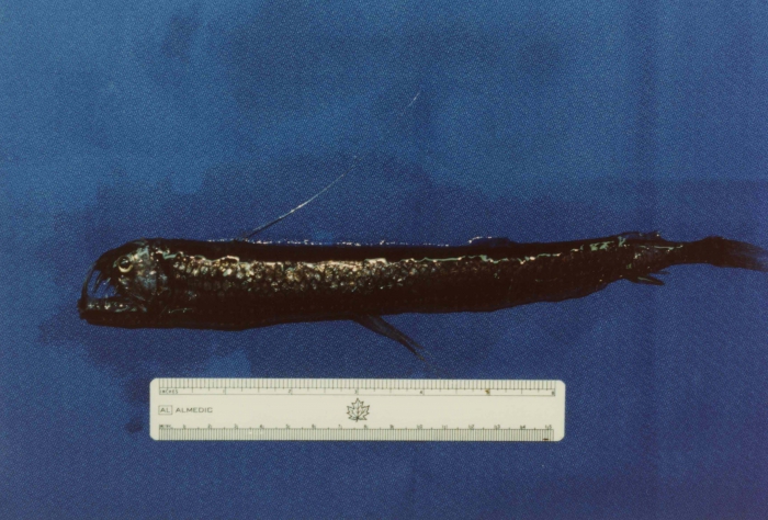 Chauliodus sloani Chauliodus sloani