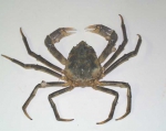 Hyas araneus, author: Fisheries and Oceans Canada, Catriona Day
