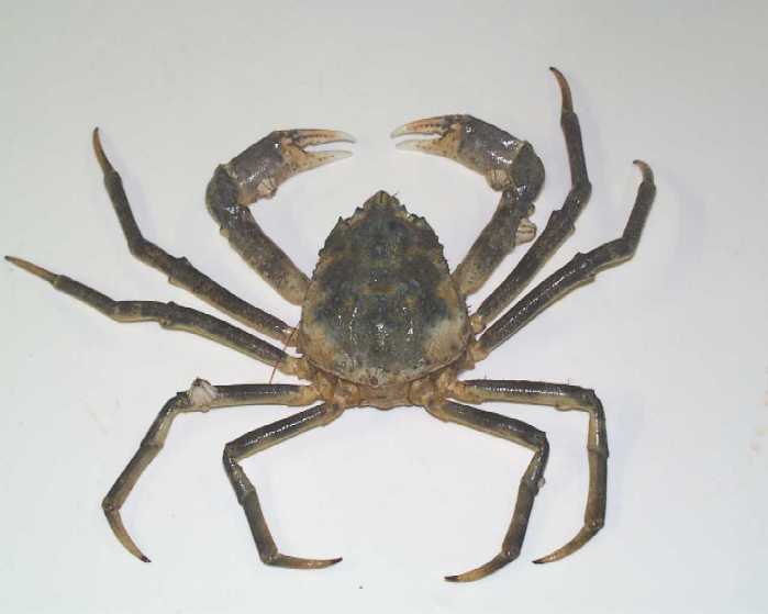 Hyas araneus