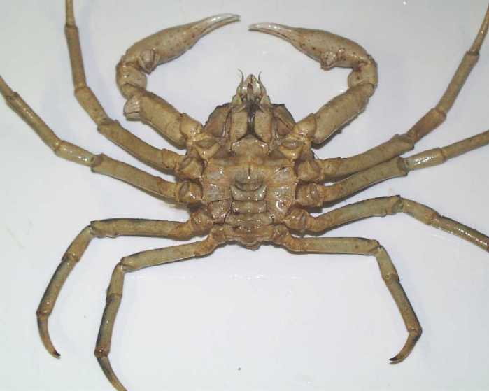 Hyas araneus