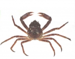 Hyas alutaceus