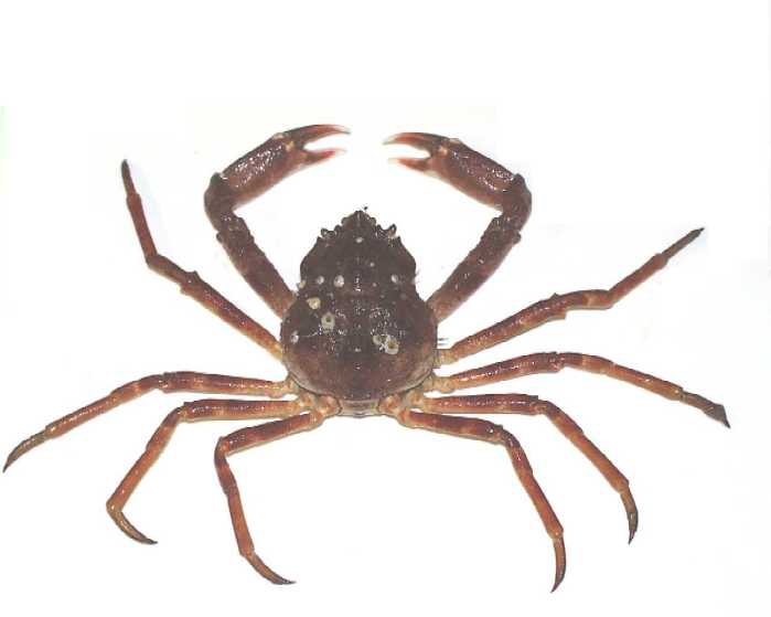 Hyas alutaceus Hyas alutaceus