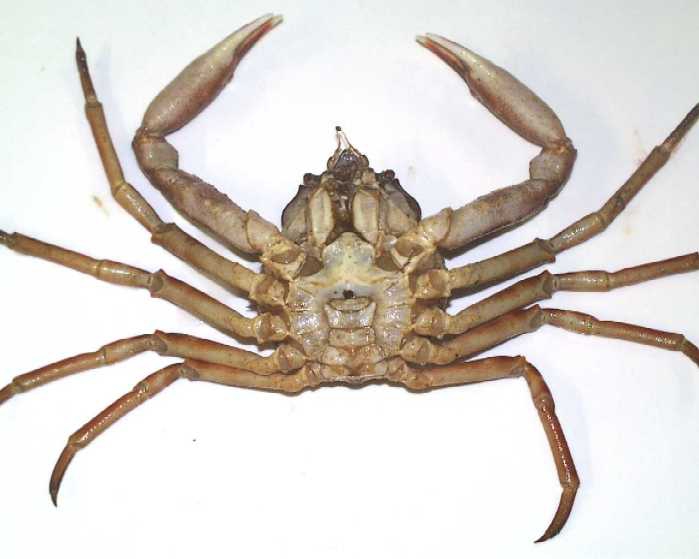 Hyas alutaceus Hyas alutaceus