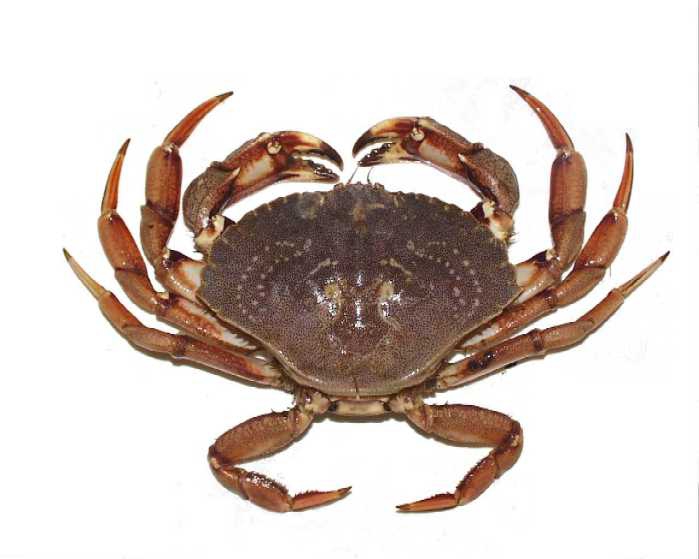 Cancer irroratus Cancer irroratus
