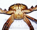 Carcinus maenas, author: Fisheries and Oceans Canada, Catriona Day