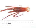 Crustacea (crustaceans)