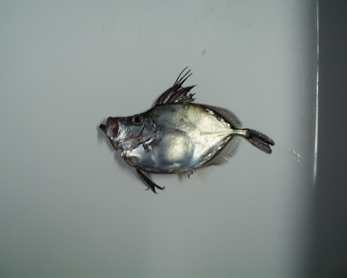 Zenopsis ocellata Zenopsis ocellata