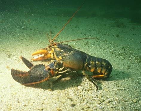 Homarus americanus