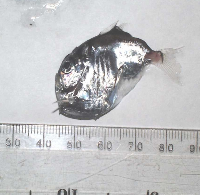 Sternoptyx diaphana Sternoptyx diaphana