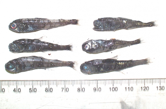 Myctophidae Myctophidae