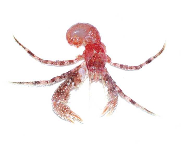 Paguridae Paguridae