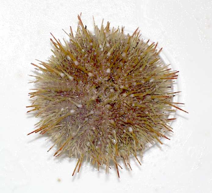 Strongylocentrotus droebachiensis Strongylocentrotus droebachiensis