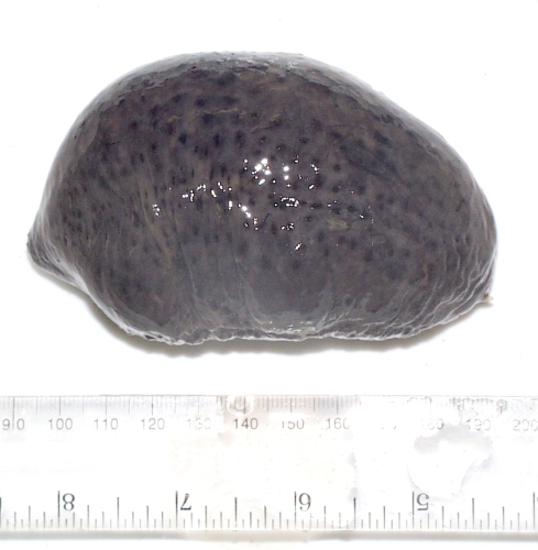 Holothuroidea