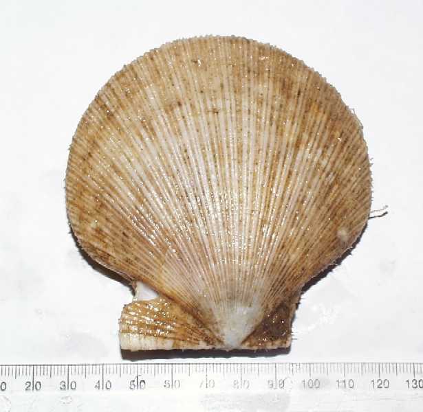 Chlamys islandica